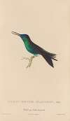 Histoire naturelle des oiseaux-mouches Pl.59