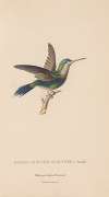 Histoire naturelle des oiseaux-mouches Pl.60