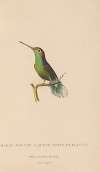 Histoire naturelle des oiseaux-mouches Pl.61