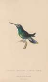 Histoire naturelle des oiseaux-mouches Pl.63