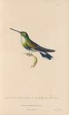 Histoire naturelle des oiseaux-mouches Pl.64