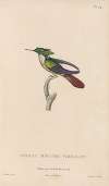 Histoire naturelle des oiseaux-mouches Pl.65