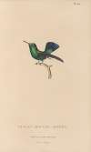 Histoire naturelle des oiseaux-mouches Pl.66