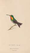 Histoire naturelle des oiseaux-mouches Pl.68