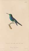 Histoire naturelle des oiseaux-mouches Pl.69
