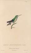 Histoire naturelle des oiseaux-mouches Pl.70