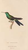 Histoire naturelle des oiseaux-mouches Pl.71