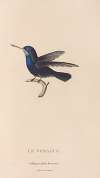 Histoire naturelle des oiseaux-mouches Pl.72