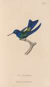 Histoire naturelle des oiseaux-mouches Pl.74