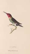 Histoire naturelle des oiseaux-mouches Pl.75