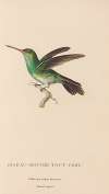 Histoire naturelle des oiseaux-mouches Pl.76