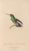 Histoire naturelle des oiseaux-mouches Pl.77