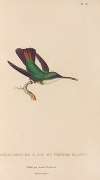 Histoire naturelle des oiseaux-mouches Pl.79