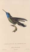 Histoire naturelle des oiseaux-mouches Pl.81