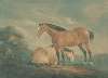 Two Bay Horses in a Landscape