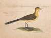 A Yellow Wagtail
