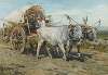 Oxen carting hay