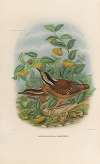 A monograph of the Pittidæ, or family of ant-thrushes Pl.01