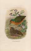 A monograph of the Pittidæ, or family of ant-thrushes Pl.07
