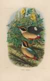 A monograph of the Pittidæ, or family of ant-thrushes Pl.18