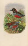 A monograph of the Pittidæ, or family of ant-thrushes Pl.26