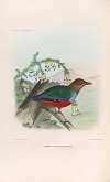 A monograph of the Pittidæ, or family of ant-thrushes Pl.28