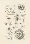 The book of nature, or, The history of insects Pl.26