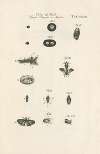 The book of nature, or, The history of insects Pl.33
