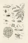 The book of nature, or, The history of insects Pl.44