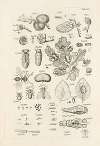 The book of nature, or, The history of insects Pl.45