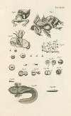 The book of nature, or, The history of insects Pl.48