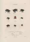 Insectes recueillis en Afrique et en Amérique Pl.13
