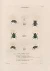 Insectes recueillis en Afrique et en Amérique Pl.14