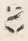 Insectes recueillis en Afrique et en Amérique Pl.19