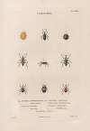 Insectes recueillis en Afrique et en Amérique Pl.30