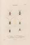 Insectes recueillis en Afrique et en Amérique Pl.35