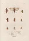 Insectes recueillis en Afrique et en Amérique Pl.37