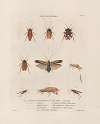 Insectes recueillis en Afrique et en Amérique Pl.38