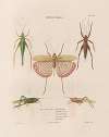 Insectes recueillis en Afrique et en Amérique Pl.42