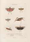 Insectes recueillis en Afrique et en Amérique Pl.45