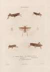 Insectes recueillis en Afrique et en Amérique Pl.46
