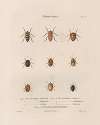Insectes recueillis en Afrique et en Amérique Pl.48
