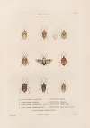 Insectes recueillis en Afrique et en Amérique Pl.52
