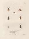 Insectes recueillis en Afrique et en Amérique Pl.57