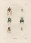 Insectes recueillis en Afrique et en Amérique Pl.59