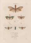 Insectes recueillis en Afrique et en Amérique Pl.60