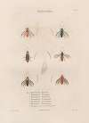Insectes recueillis en Afrique et en Amérique Pl.65