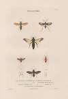Insectes recueillis en Afrique et en Amérique Pl.66