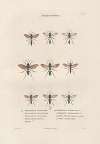 Insectes recueillis en Afrique et en Amérique Pl.67