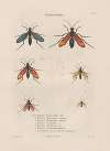 Insectes recueillis en Afrique et en Amérique Pl.70
